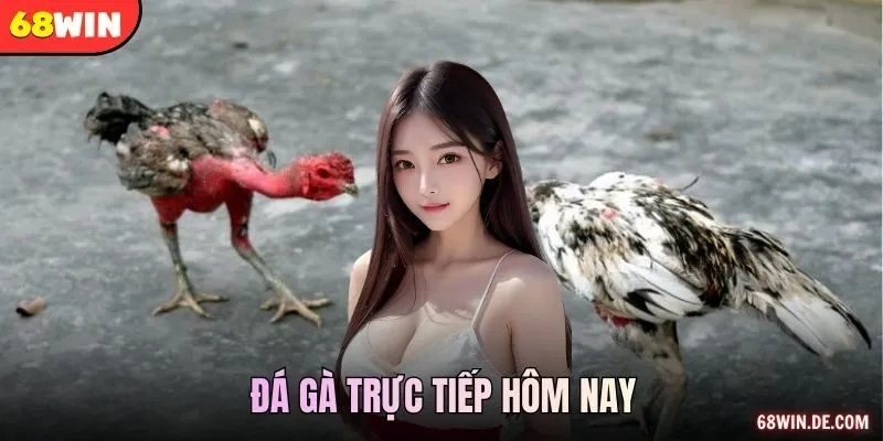 Đá Gà Trực Tiếp Hôm Nay Xem Cháy, Thắng Đã Cùng 68WIN